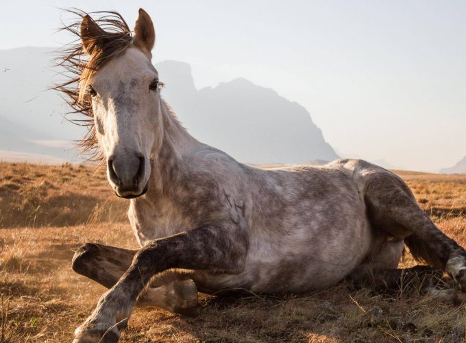 Wallpaper Horse, Sehlabathebe National Park, Lesotho, National Geographic Traveler Photo Contest, Animals 2960917616